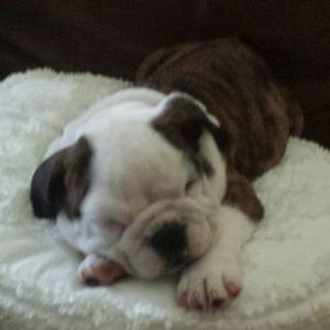 Meet your Posher, Orpha